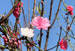 Đào Nhật Tân ba màu độc lạ gây sốt