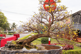 Ảnh: Lão nông ở Quảng Bình đổi đời từ thú chơi cây cảnh