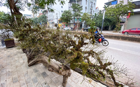 Video: Độc đáo nhất chi mai mọc trên thuyền độc mộc