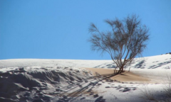 Cảnh tượng cực hiếm: Băng tuyết bất thường phủ trắng sa mạc Sahara