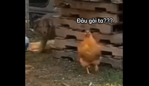 Chú chó thích trêu ngươi gà