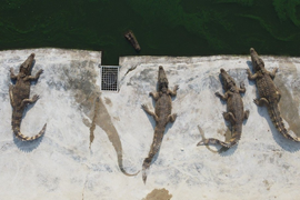 Giá thịt lợn tăng cao, dân Thái Lan chuyển sang ăn thịt cá sấu