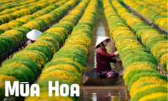 Mùa hoa: Vườn cúc mâm xôi độc đáo bậc nhất rộ sắc vàng tạo nên cảnh đẹp nao lòng