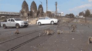 Video: Đàn khỉ hoang 'xâm chiếm' thị trấn ở Thái Lan