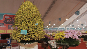 Chậu lan hồ điệp khổng lồ được cắm suốt 3 ngày, giá gần 1 tỷ đồng 