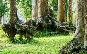 Chiêm ngưỡng những gốc cổ thụ trăm tuổi với hình thù độc đáo giữa lòng Trà Vinh