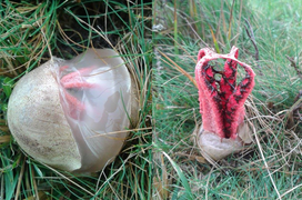 Sự thật về ‘trứng ngoài hành tinh’ nở ra vật thể kỳ quái như phim kinh dị