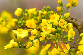 Sự tích cây mai vàng ngày Tết