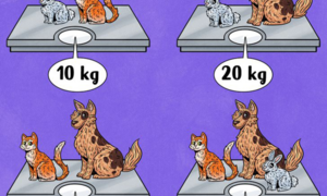 Đố vui: Chó, mèo và thỏ nặng mấy kg?