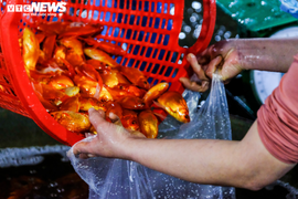 Cá chép tăng giá mạnh trong ngày tiễn ông Công, ông Táo lên trời