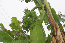 Đặc sản chuối ngự 'tiến vua' cháy hàng dịp Tết