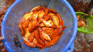 Video: Chợ cá chép lớn nhất miền Bắc giảm giá vẫn vắng người mua