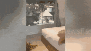 Video: Thót tim khách sạn xây phòng nghỉ sát chuồng hổ ở Trung Quốc