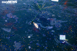 Ảnh: Cá chép đưa ông Công, ông Táo về trời vừa thả xuống nước đã chết vì tro bụi