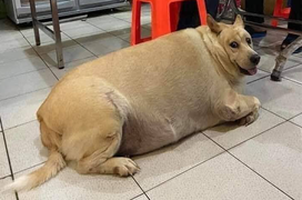 Choáng trước ngoại hình khủng của hội thú cưng khi trót ăn nhầm 'ngải heo'