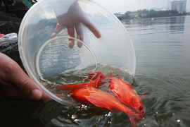 Thả cá chép đúng cách trong ngày ông Công ông Táo