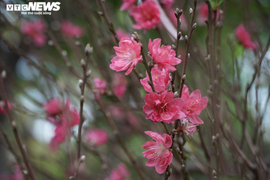 Mai, đào rực rỡ xuống phố Sài Gòn, chủ vườn lo lắng vì vắng người mua