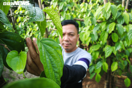 Ảnh: Làng trầu không tiến vua hối hả 'đếm lá, thu tiền'