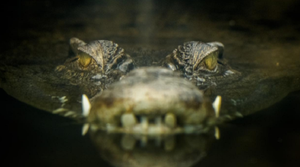 Tấn công chớp nhoáng, cá sấu nhanh chóng biến con bò thành 'bữa trưa'