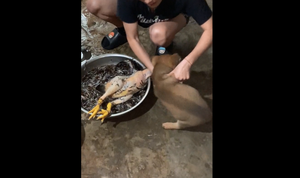 Cún cưng hồn xiêu phách lạc khi bị chủ dọa vặt lông