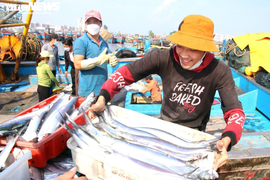 Ảnh: Cảng cá lớn nhất miền Trung tấp nập ngày giáp Tết