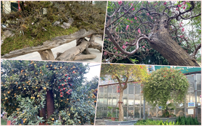 Mãn nhãn với những cây cảnh độc lạ dịp Tết Nhâm Dần 2022