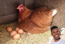 12 con gà mái đẻ được mấy quả trứng?