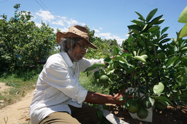 Lão nông xứ Quảng mê làm du lịch sinh thái