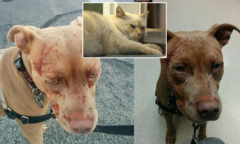 Mèo ‘giang hồ’ 1 mình cào nát mặt 7 con pitbull, ‘đánh’ luôn chủ chó nhập viện