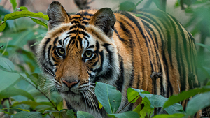 Đại sứ Anh kêu gọi nói không với cao hổ cốt trong năm Nhâm Dần