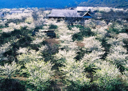 Thơ Dương Kỳ Anh: Người về Cao Bằng mùa xuân