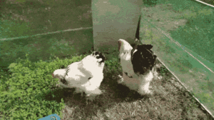 Video: Chiêm ngưỡng gà Kỳ Lân khổng lồ, chân 5 ngón