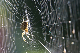 Thơ Dương Kỳ Anh: Chơi vơi