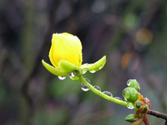 Thơ Nguyễn Quang Hưng: Nhận xuân