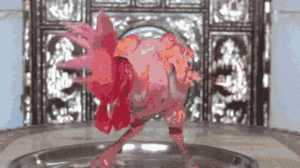 Video: Kỳ lạ chú gà ít lông thích đi dạo, tắm nắng