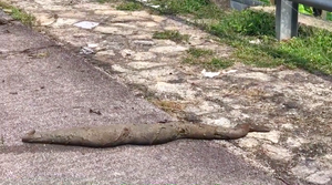 ‘Xỉu ngang’ phát hiện sinh vật lạ đang bò, đáng sợ hơn là không ai biết