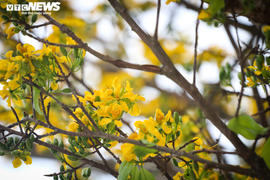 Ảnh: Ngắm những 'cụ' mai được ‘hét’ giá trăm triệu đón Tết Nhâm Dần