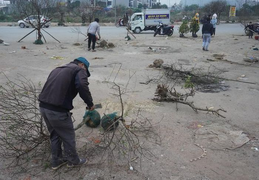 Giá quá thấp, thương lái chém bỏ đào giữa phố