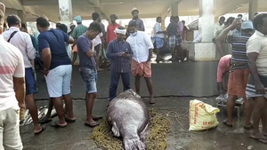 Video: Cận cảnh cá mú 'quái vật' nặng 450kg