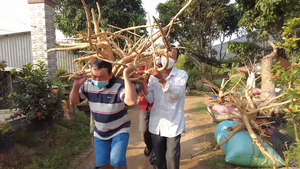 Video: Củ đinh hương khổng lồ nặng 33 kg