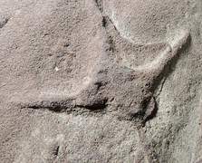 Phát hiện kỳ thú về các loài chim sống cùng thời khủng long