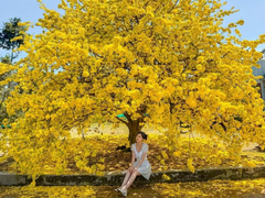 Giới trẻ rủ nhau chụp ảnh bên cây mai 70 tuổi nở hoa vàng rực ở Đồng Nai