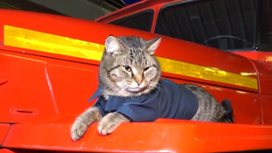 Video: Mèo cưng được cấp phù hiệu lính cứu hỏa ở Nga