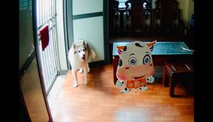 Chó hốt hoảng chui gầm bàn khi thấy quả bóng bay