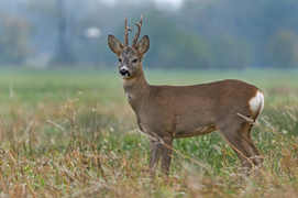 Lần đầu phát hiện Omicron ở động vật hoang dã