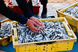 Ảnh: Đầu năm, ngư dân Quảng Bình trúng đậm cá, tôm