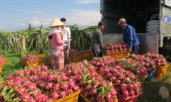 Nông sản bị ‘cấm cửa’ vì mạo danh ‘hộ chiếu’, Bộ chỉ thị khẩn