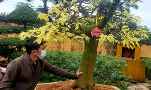 Huế sẽ là xứ sở mai vàng sánh ngang với hoa anh đào của Nhật Bản