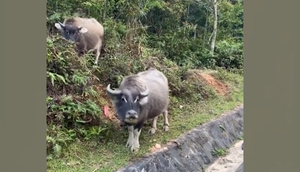 Thanh niên nhờ trâu chỉ đường về nhà