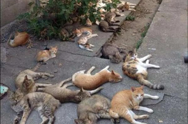 Trồng cây đuổi muỗi ai ngờ hội mèo kéo đến nằm la liệt, biểu hiện lạ gây chú ý